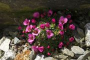 Saxifraga 'Valcik'