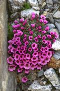 Saxifraga 'Valcik'