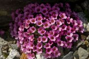 Saxifraga 'Valcik'