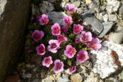 Saxifraga 'Vera'