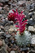 Saxifraga 'Wisley'