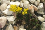 Saxifraga juniperifolia