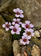 Saxifraga lilacina