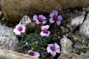 Saxifraga lilacina