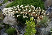 Saxifraga longifolia