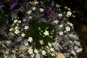 Saxifraga magellanica