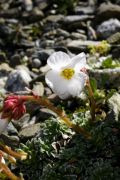 Saxifraga marginata 'Peter Edwards'