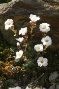 Saxifraga marginata 'Peter Edwards'