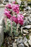 Saxifraga meadia