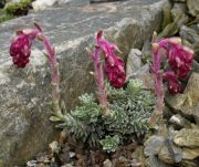 Saxifraga meadia