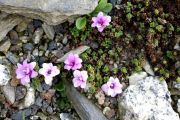 Saxifraga oppositifolia 'Lucka'