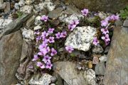 Saxifraga oppositifolia