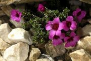 Saxifraga oppositifolia subsp. ladina