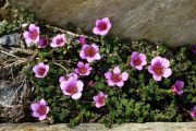 Saxifraga oppositifolia subsp. ladina