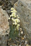 Saxifraga paniculata 'Minutissima'