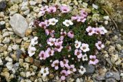 Saxifraga poluniniana