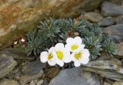 Saxifraga pseudosalomonii