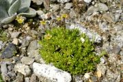 Saxifraga pubescens subsp. iratiana