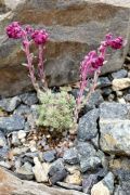 Saxifraga sempervivum