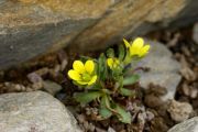 Saxifraga sikkimensis