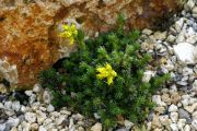 Saxifraga sp. ex Caucasus