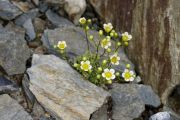 Saxifraga squarrosa