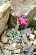 Saxifraga stribrnyi f. zollikoferi