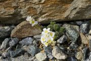 Saxifraga vandellii