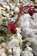 Saxifraga x biasolettii