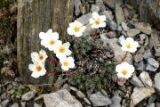 Saxifraga x boydii 'Corona'