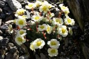 Saxifraga x boydii 'Hindhead Seedling'