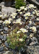 Saxifraga x correvoniana