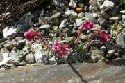 Saxifraga x edithae 'Edith'