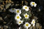 Saxifraga x petraschii 'Schellerii'