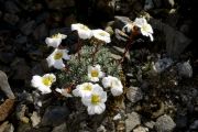 Saxifraga x petraschii