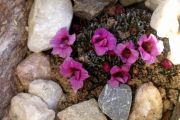 Saxifraga x poluanglica 'Crimscote Love'