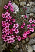 Saxifraga x poluanglica 'Radway'