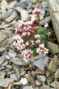 Saxifraga x poluluteo-purpurea 'Sazava'