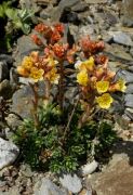 Saxifraga x pragensis 'Zlata Praha'