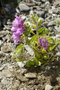 Scutellaria pontica