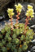 Sedum oregonense