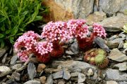 Sedum pilosum