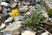 Senecio incanus subsp. carniolicus