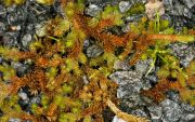 Selaginella sibirica