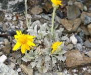 Senecio halleri