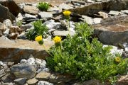 Senecio sp. ex Argentina