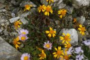 Senecio werneriifolius var. alpinus