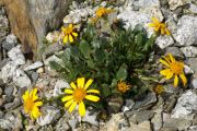 Senecio werneriifolius var. alpinus