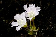 Shortia uniflora 'Alba'