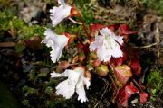 Shortia uniflora